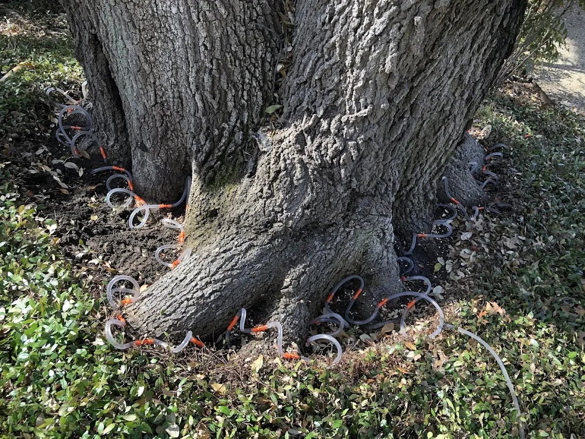 Detailed Tree Cabling and Bracing job site in Elizabethtown